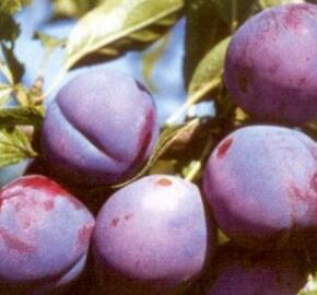 Renklóda 'Malvazinka' - Prunus domestica 'Malvazinka'
