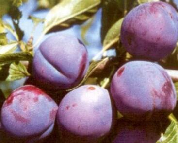 Renklóda středně pozdní 'Malvazinka'