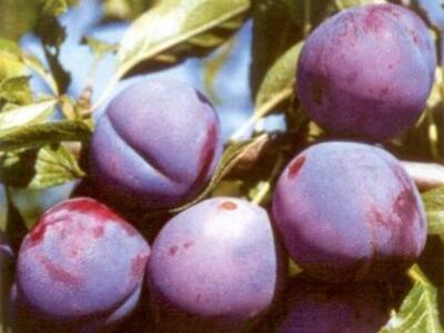 Renklóda středně pozdní 'Malvazinka' - Prunus domestica 'Malvazinka'