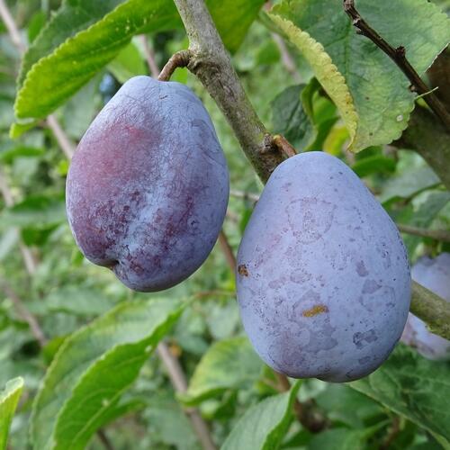 Pološvestka velmi raná 'Tegera' - Prunus domestica 'Tegera'