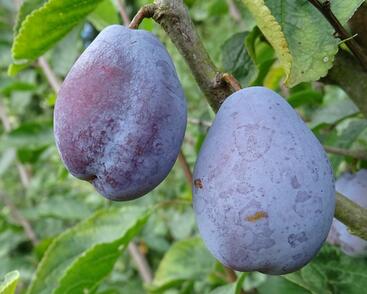 Pološvestka velmi raná 'Tegera'