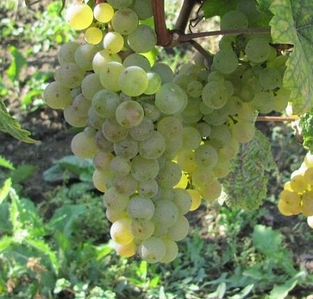 Réva vinná stolní bezsemenná 'Lakemont' - Vitis vinifera 'Lakemont'