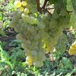 Réva vinná stolní bezsemenná 'Lakemont' - Vitis vinifera 'Lakemont'