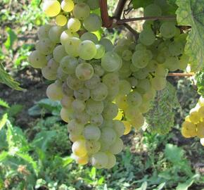 Réva vinná stolní bezsemenná 'Lakemont'