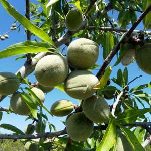 Mandloň obecná 'Supernova' - Prunus amygdalus 'Supernova'