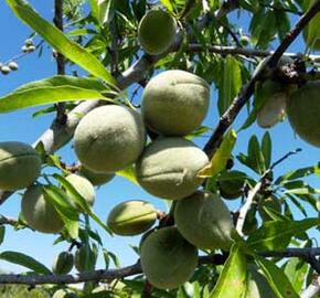 Mandloň obecná 'Supernova' - Prunus amygdalus 'Supernova'