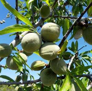 Mandloň obecná středně pozdní 'Supernova'
