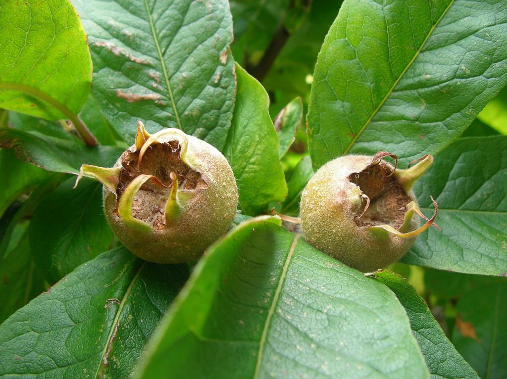 Mišpule obecná 'Holandská' - Mespilus germanica 'Holandská'