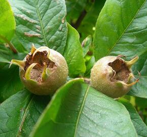 Mišpule obecná 'Holandská' - Mespilus germanica 'Holandská'