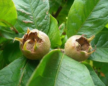 Mišpule obecná 'Holandská'
