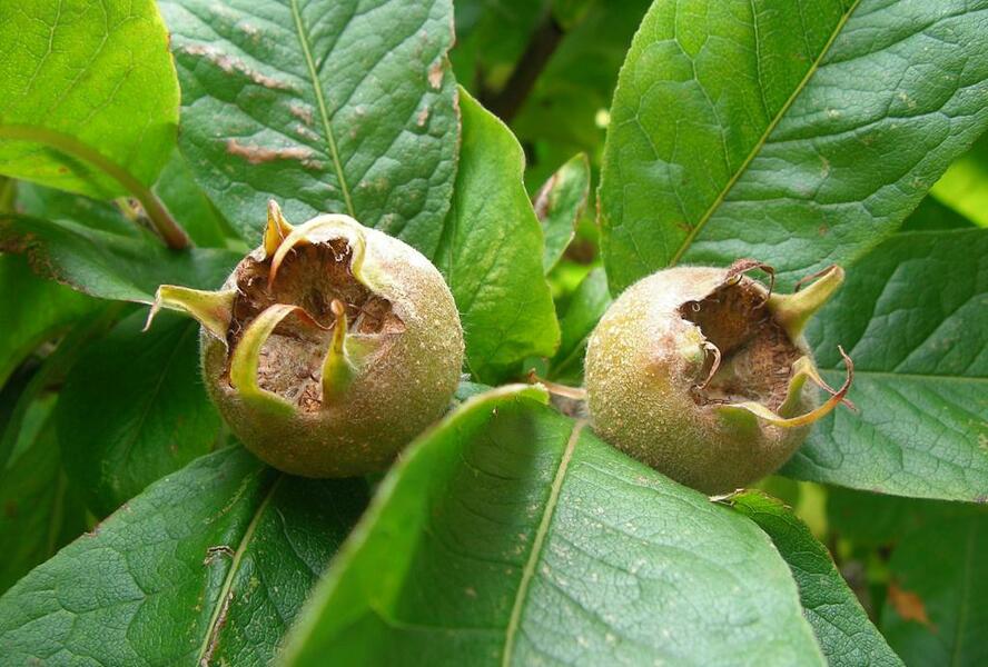 Mišpule obecná 'Holandská' - Mespilus germanica 'Holandská'