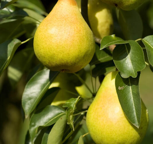 Hrušeň 'Saphira' - Pyrus communis 'Saphira'