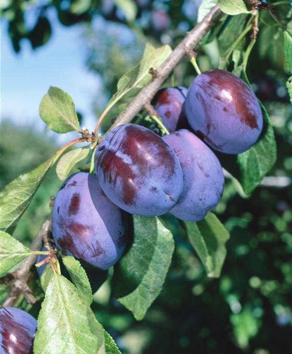 Švestka středně pozdní 'Fruca' - Prunus domestica 'Fruca'