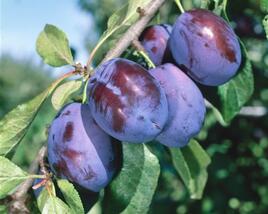 Švestka středně pozdní 'Fruca'
