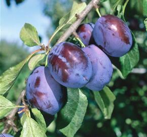 Švestka - pozdní 'Fruca' - Prunus domestica 'Fruca'