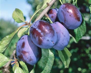 Švestka středně pozdní 'Fruca'