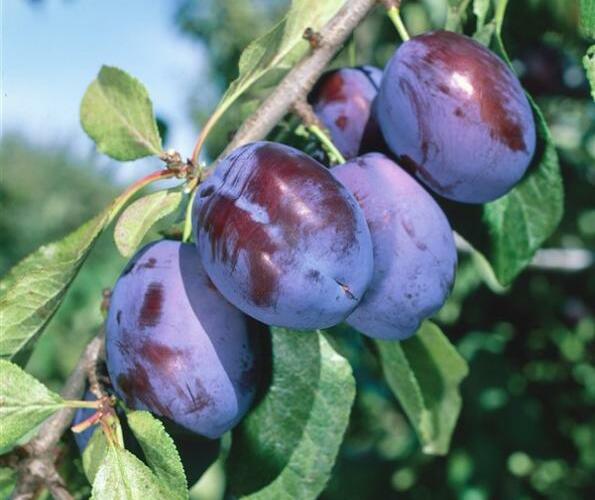 Švestka - pozdní 'Fruca' - Prunus domestica 'Fruca'