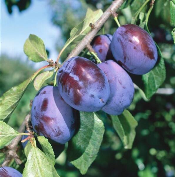 Švestka středně pozdní 'Fruca' - Prunus domestica 'Fruca'
