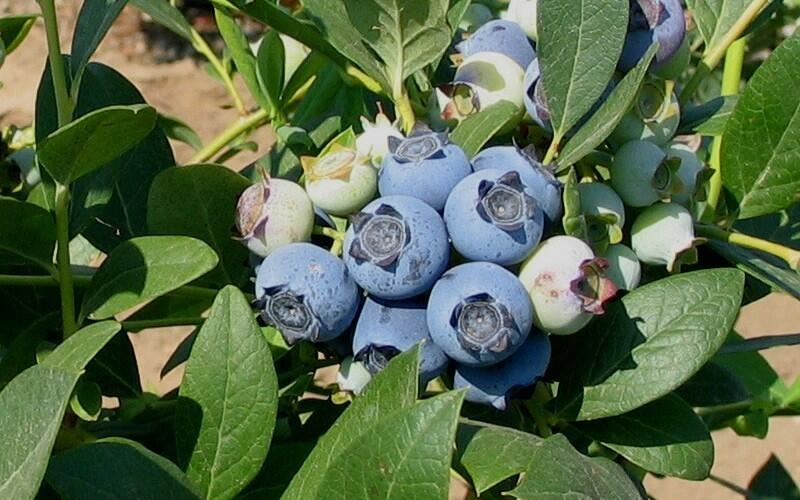 Borůvka chocholičnatá, kanadská borůvka 'Star' - Vaccinium corymbosum 'Star'