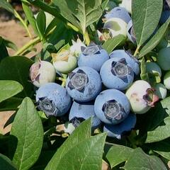 Borůvka chocholičnatá, kanadská borůvka 'Star' - Vaccinium corymbosum 'Star'