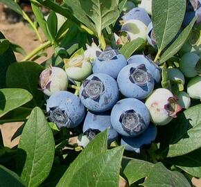 Borůvka chocholičnatá, kanadská borůvka 'Star' - Vaccinium corymbosum 'Star'