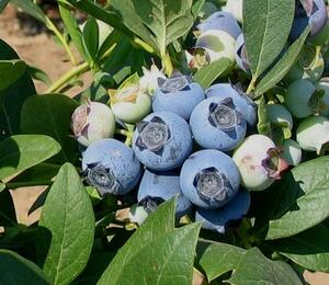 Borůvka chocholičnatá, kanadská borůvka 'Star' - Vaccinium corymbosum 'Star'