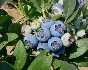 Borůvka chocholičnatá, kanadská borůvka 'Star'