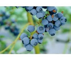 Borůvka chocholičnatá, kanadská borůvka 'Chanticleer' - Vaccinium corymbosum 'Chanticleer'