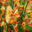 Čilimník 'Apricot Gem' - Cytisus 'Apricot Gem'