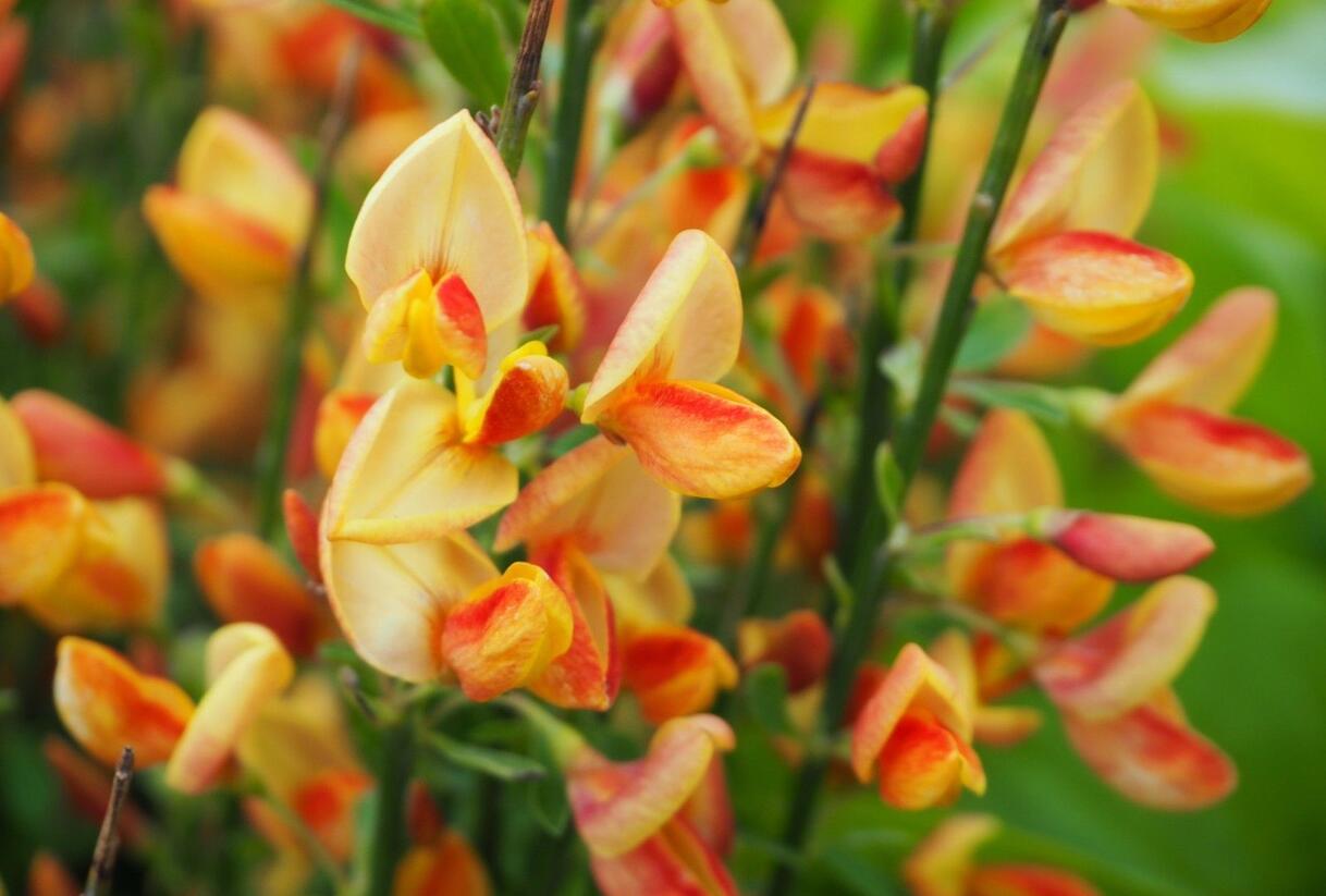 Čilimník 'Apricot Gem' - Cytisus 'Apricot Gem'