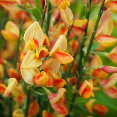Čilimník 'Apricot Gem' - Cytisus 'Apricot Gem'