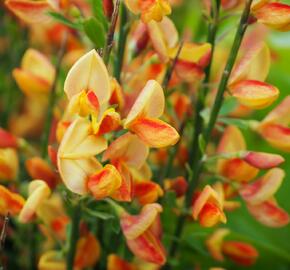 Čilimník 'Apricot Gem' - Cytisus 'Apricot Gem'