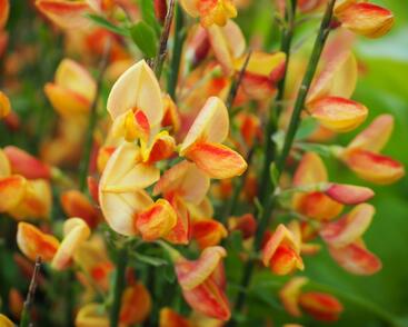 Čilimník 'Apricot Gem'