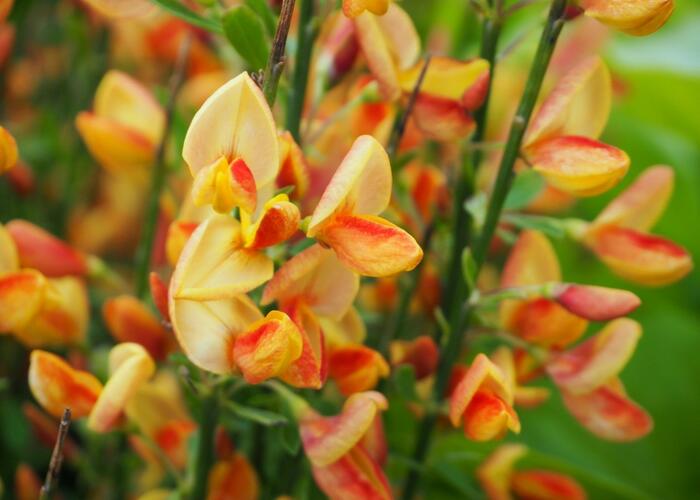 Čilimník 'Apricot Gem' - Cytisus 'Apricot Gem'