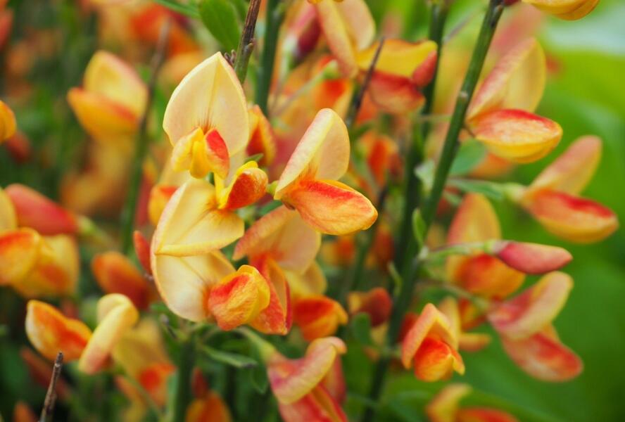 Čilimník 'Apricot Gem' - Cytisus 'Apricot Gem'
