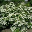 Tavolník nipponský 'Flachenful' - Spiraea nipponica 'Flachenful'