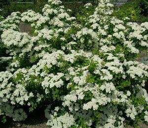 Tavolník nipponský 'Flachenful' - Spiraea nipponica 'Flachenful'
