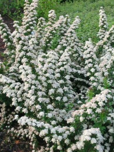 Tavolník nipponský 'June Bride' - Spiraea nipponica 'June Bride'