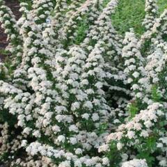 Tavolník nipponský 'June Bride' - Spiraea nipponica 'June Bride'