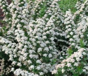 Tavolník nipponský 'June Bride' - Spiraea nipponica 'June Bride'