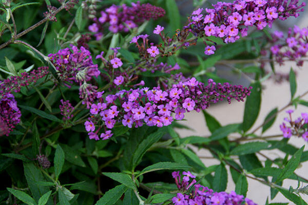 Motýlí keř, Komule Davidova 'Dark Pink' ( Free Petite®) - Buddleja davidii 'Dark Pink' ( Free Petite®)