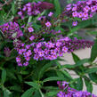 Motýlí keř, Komule Davidova 'Dark Pink' ( Free Petite®) - Buddleja davidii 'Dark Pink' ( Free Petite®)