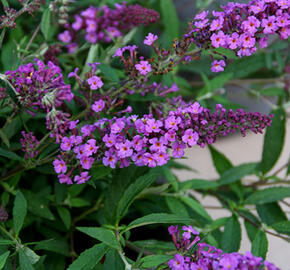 Motýlí keř, Komule Davidova 'Dark Pink' ( Free Petite®) - Buddleja davidii 'Dark Pink' ( Free Petite®)