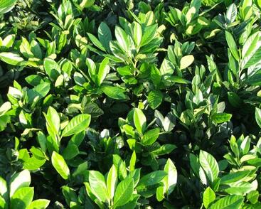 Bobkovišeň lékařská 'Cherry Brandy'