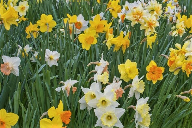 Narcis mix 'Growers Pride' - Narcissus mix 'Growers Pride'