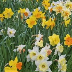 Narcis mix 'Growers Pride' - Narcissus mix 'Growers Pride'