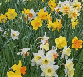 Narcis mix 'Growers Pride' - Narcissus mix 'Growers Pride'
