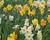 Narcis mix 'Growers Pride'