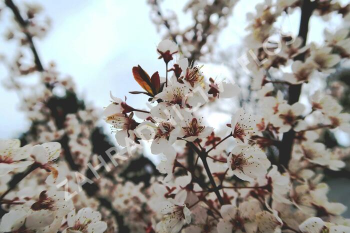 Myrobalán 'Hollywood' - Prunus cerasifera 'Hollywood'