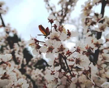 Myrobalán třešňový střední 'Hollywood'